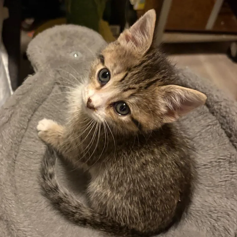 Nilla thumbnail 2
