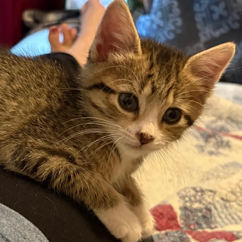 Nilla thumbnail 3