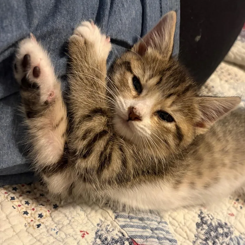 Nilla thumbnail 5