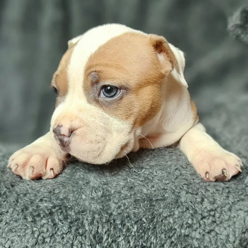 A baby medium-sized female Brown / Chocolate Pit Bull Terrier dog named Miss Piggy Coral for adoption in Fairfax Station, VA