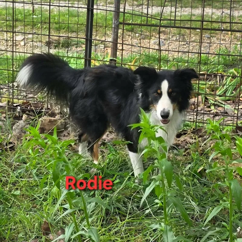 Rodie