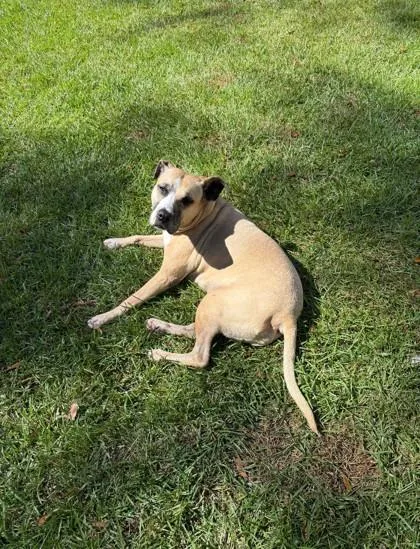 A senior large-sized female Mixed Breed dog named Agnes Ann for adoption in Covington, LA