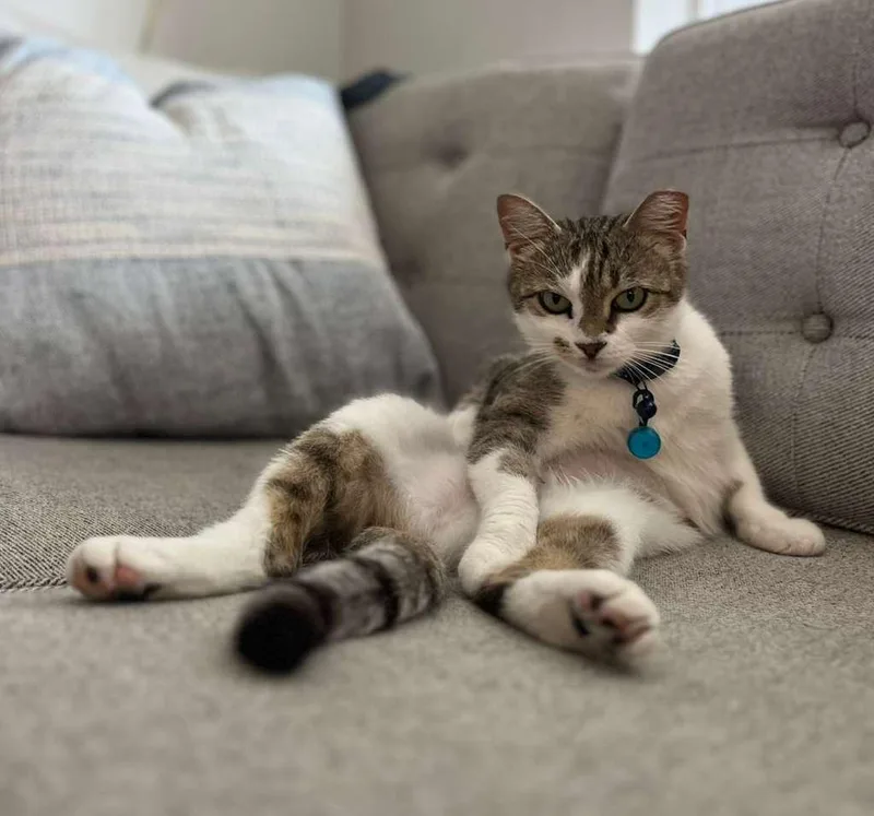 An adult medium-sized female Domestic Short Hair cat named The Abominable Snowball for adoption in Fort Belvoir, VA