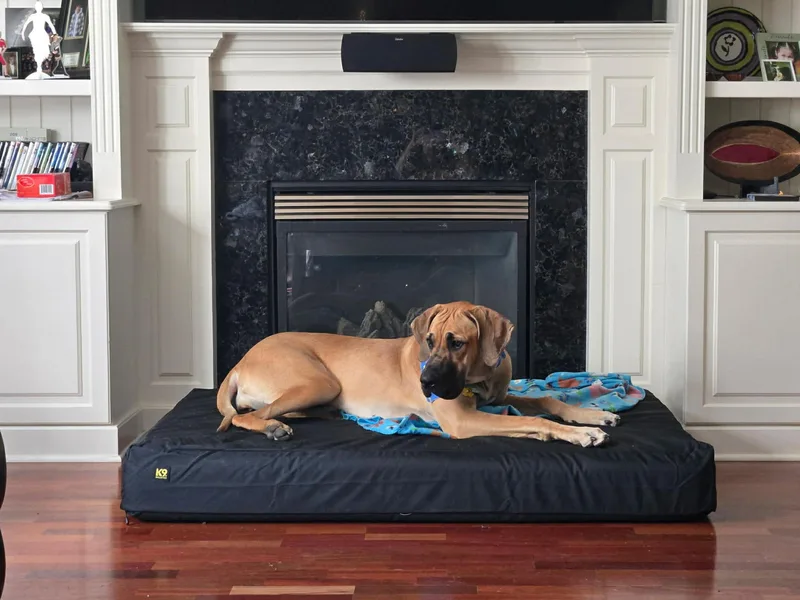 An adult extra large-sized female Great Dane dog named Daisy for adoption in New Baltimore, MI