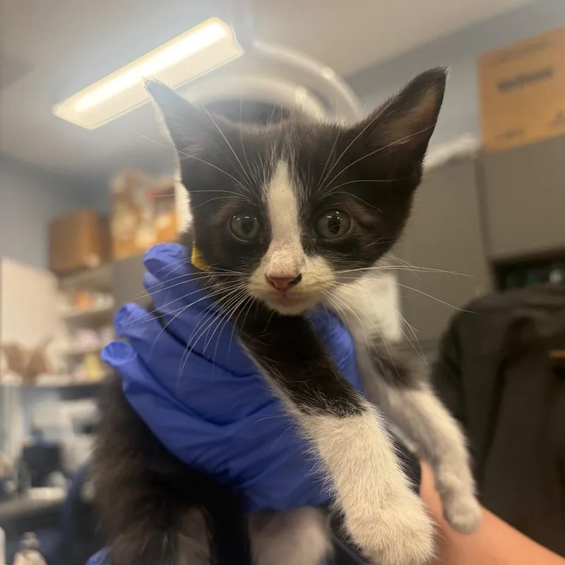 A baby small-sized female Black Domestic Short Hair cat named Coraline for adoption in Milton, FL
