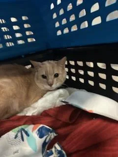 A young small-sized male Domestic Short Hair cat named Linus for adoption in Ocala, FL