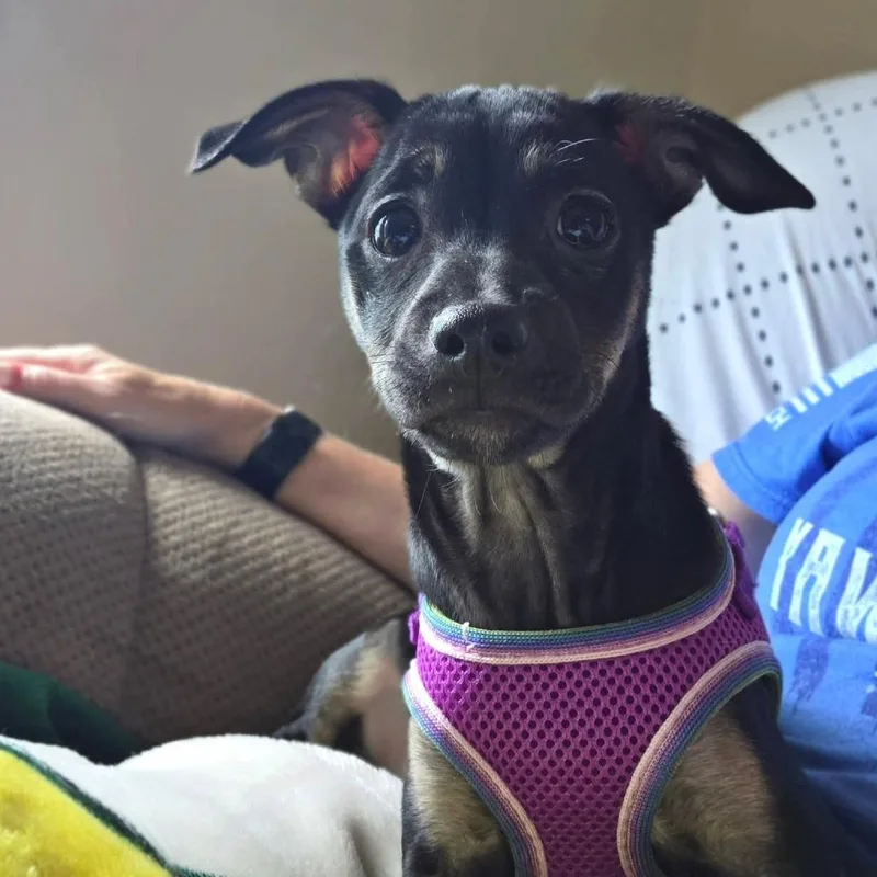 A baby small-sized female Black Chihuahua dog named Honey for adoption in Jackson, MO