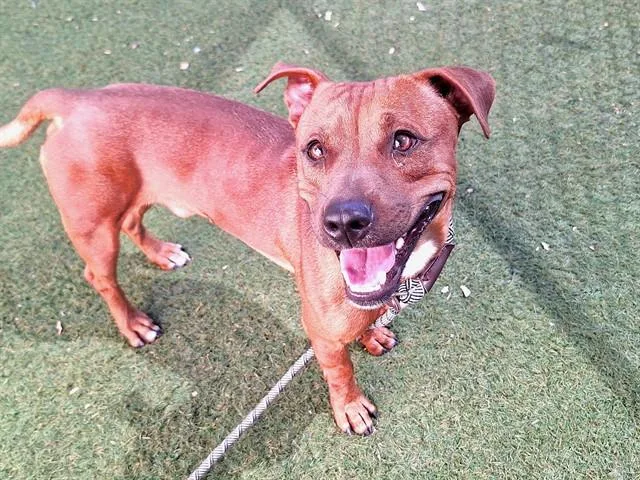An adult small-sized male Pit Bull Terrier dog named Pocket for adoption in Phoenix, AZ