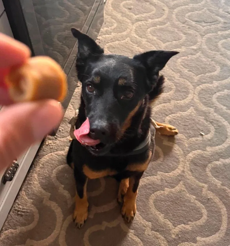 An adult large-sized female German Shepherd Dog dog named Ember for adoption in Sedalia, CO