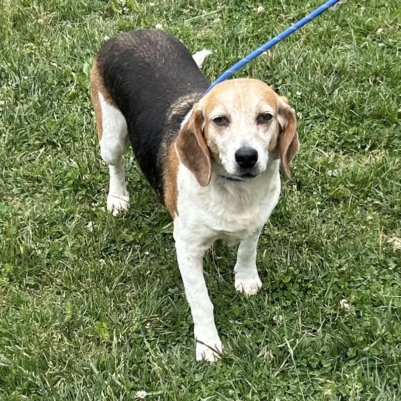 An adult medium-sized female Beagle dog named Peach for adoption in Norwood, OH