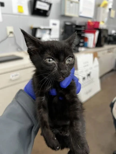 A baby medium-sized female Domestic Medium Hair cat named Sake for adoption in Dallas, TX