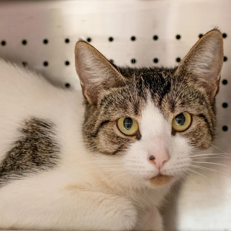 An adult medium-sized female Brown / Chocolate Domestic Short Hair cat named Mimi for adoption in Asheville, NC