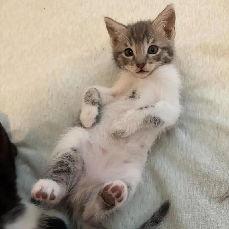 A baby small-sized female Gray / Blue / Silver Domestic Short Hair cat named Ginny for adoption in San Diego, CA
