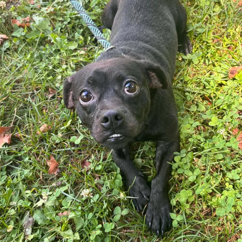 An adult small-sized male Black Chihuahua dog named Chico for adoption in Fairfax Station, VA