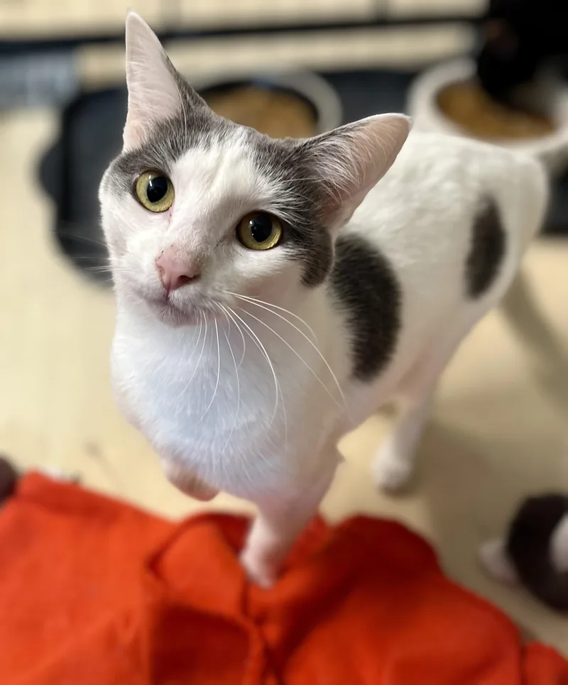 A young medium-sized female Gray & White Domestic Short Hair cat named Maple for adoption in Seville, OH