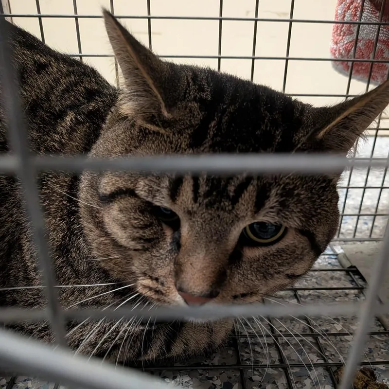 An adult large-sized male Black Domestic Short Hair cat named Bigfoot for adoption in Dearborn, MI