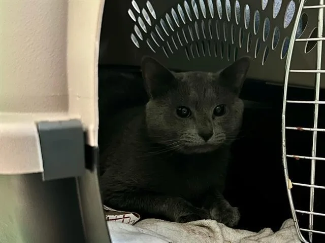 A young medium-sized male Domestic Short Hair cat named Welch for adoption in Boston, MA