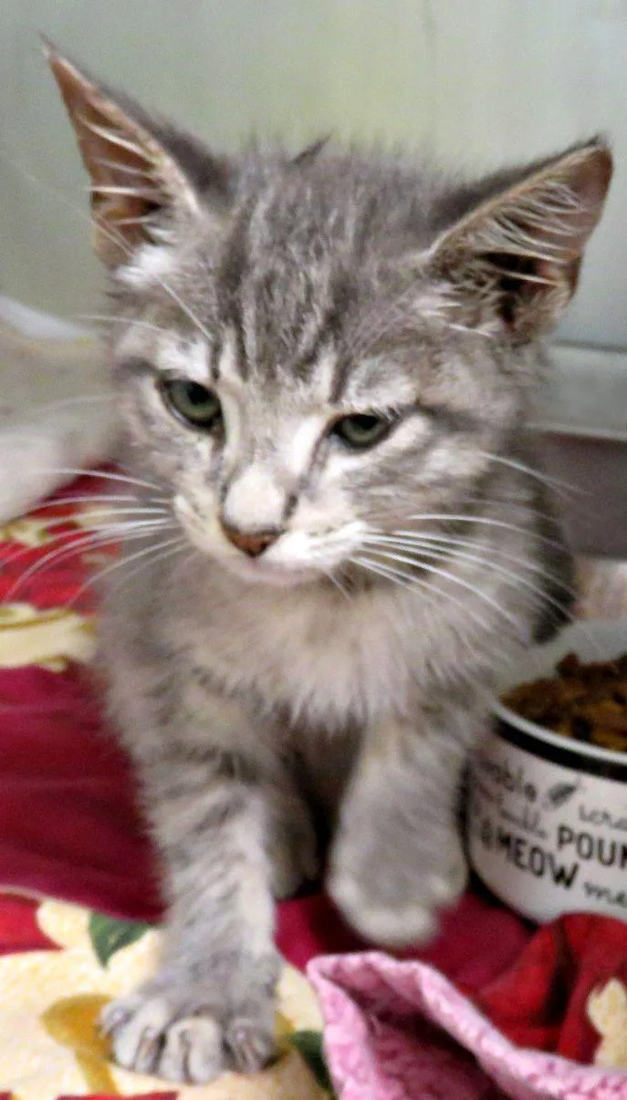 A baby medium-sized male Tabby (Gray / Blue / Silver) Domestic Short Hair cat named George for adoption in Lexington, VA