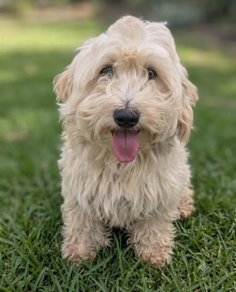 A young small-sized male Terrier dog named Coping for adoption in San Diego, CA