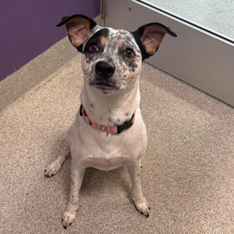 An adult medium-sized male Mixed Breed dog named McQueen for adoption in Englewood, FL