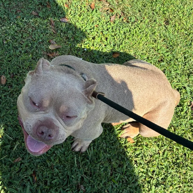 An adult medium-sized male Gray / Blue / Silver Mixed Breed dog named Skeeter for adoption in Chattanooga, TN