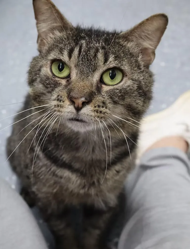 An adult medium-sized male Gray & White Tabby cat named Zane for adoption in Winston Salem , NC