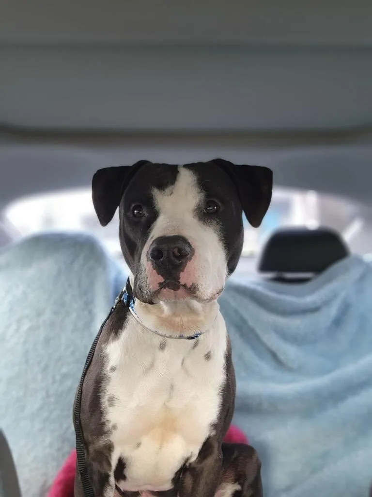 Awesome Young Handsome Cool thumbnail 3