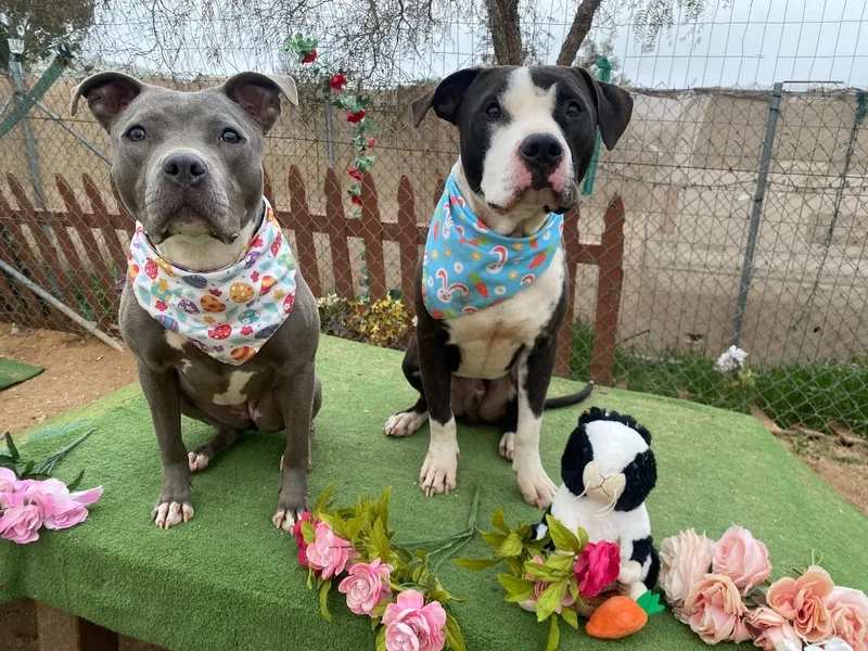 Awesome Young Handsome Cool thumbnail 4