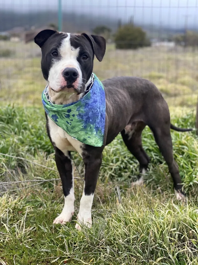 Awesome Young Handsome Cool thumbnail 5