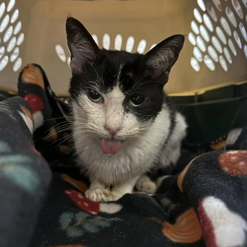 An adult small-sized female Black Domestic Short Hair cat named Mildred for adoption in Caryville, TN