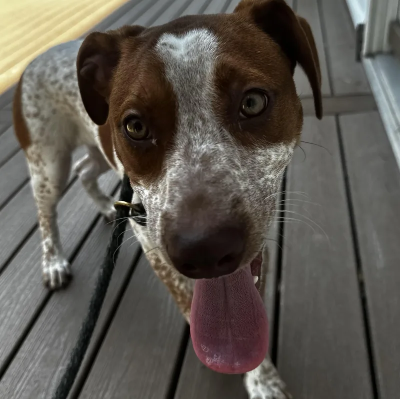 A baby medium-sized female Brown / Chocolate Pointer dog named Alice for adoption in Silver Spring, MD