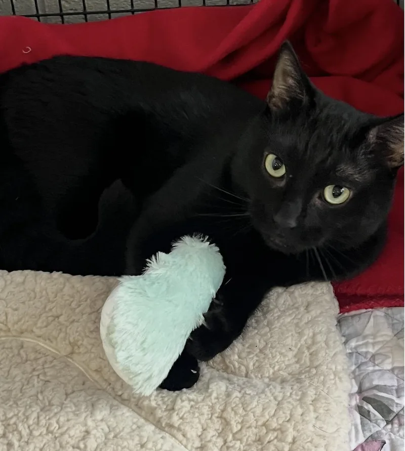 An adult medium-sized male Domestic Short Hair cat named Binx for adoption in Mendham, NJ