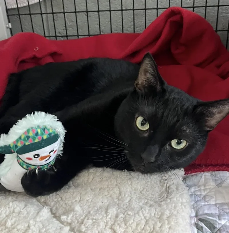 Binx thumbnail 2