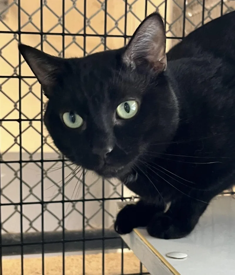 Binx thumbnail 3
