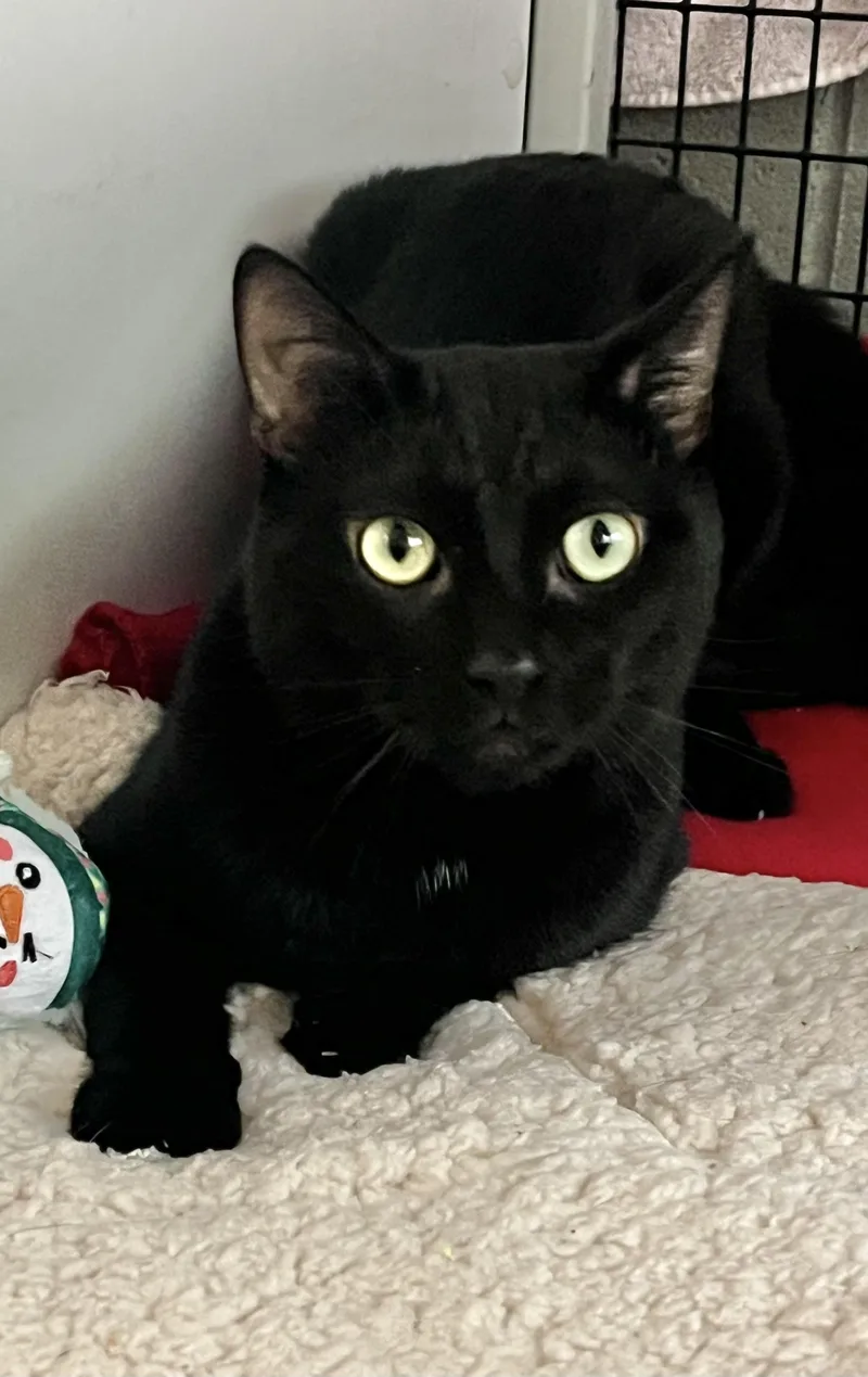 Binx thumbnail 4