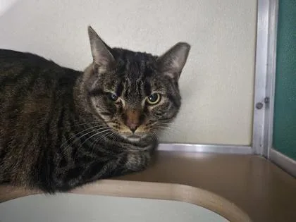 Little Man thumbnail 2