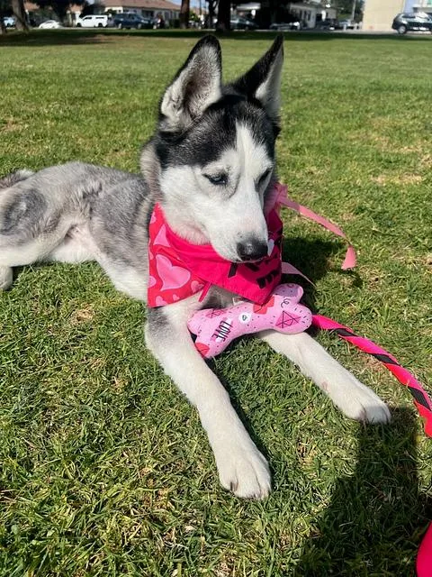 An adult medium-sized female Gray / Blue / Silver Siberian Husky dog named Tracey for adoption in Studio City, CA