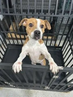 A young medium-sized female White / Cream Jack Russell Terrier dog named Lizzy for adoption in Woodbine, GA