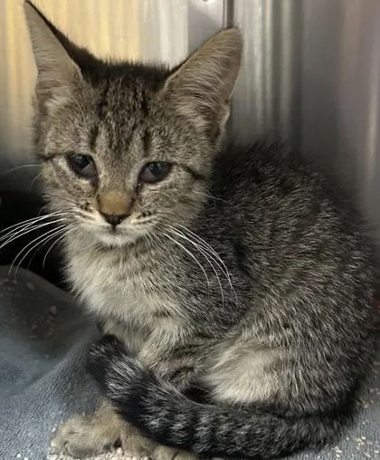A young small-sized female Domestic Short Hair cat named Aphrodite for adoption in Phoenix, AZ