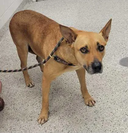 An adult large-sized female Yellow / Tan / Blond / Fawn Mixed Breed dog named Trinity for adoption in Kansas City, MO