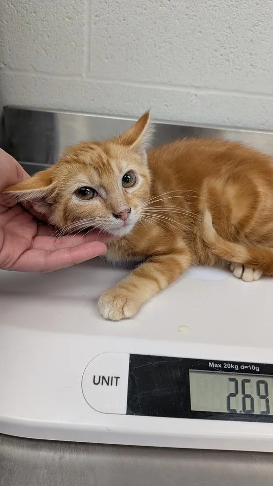 A young small-sized male Tabby (Orange / Red) Domestic Short Hair cat named Jagger for adoption in Evansville, IN