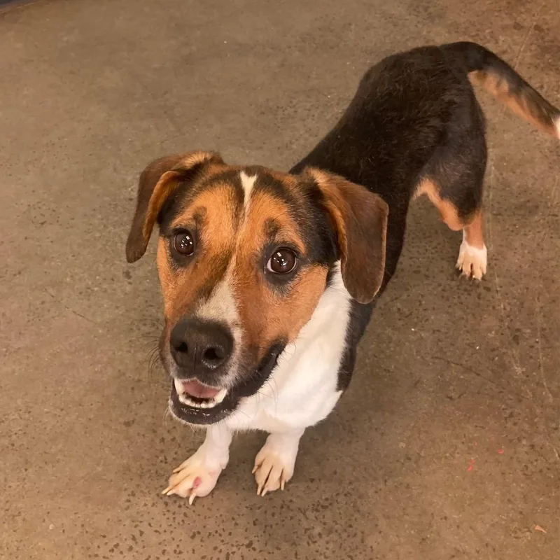 An adult medium-sized male Tricolor (Brown, Black, & White) Mixed Breed dog named Max for adoption in Mishawaka, IN