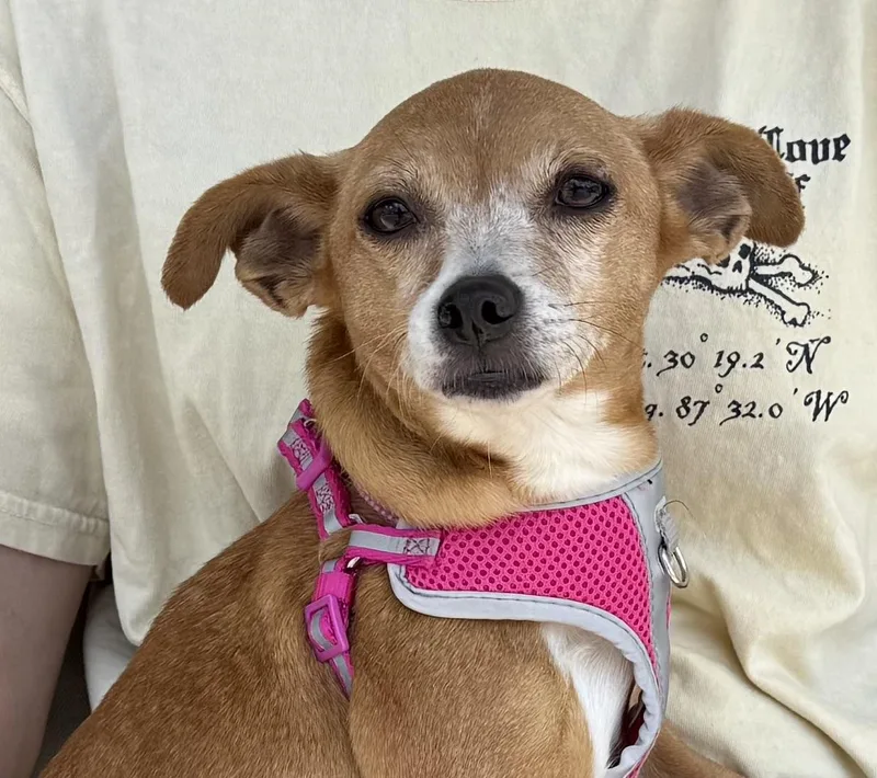 An adult small-sized female Chihuahua dog named Yolanda for adoption in Ellicott City, MD