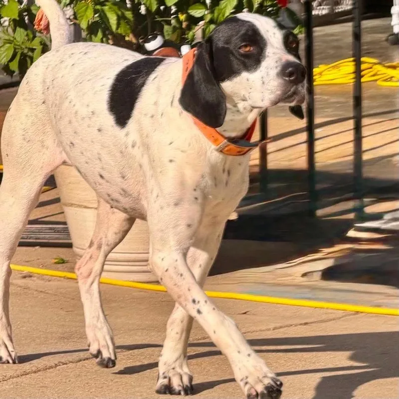 An adult medium-sized female Tricolor (Brown, Black, & White) Pointer dog named Dottie for adoption in Groveland, MA