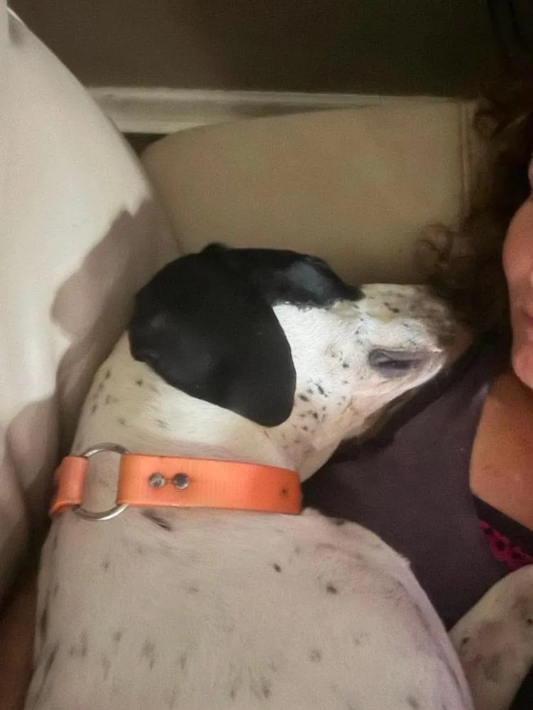 Dottie thumbnail 3