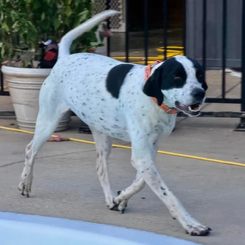 Dottie thumbnail 5
