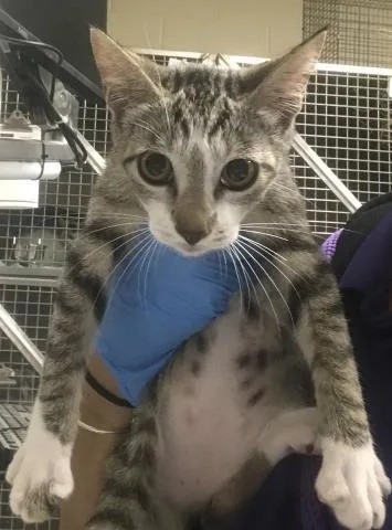 A baby small-sized male Domestic Short Hair cat named Rou Rou for adoption in Conroe, TX