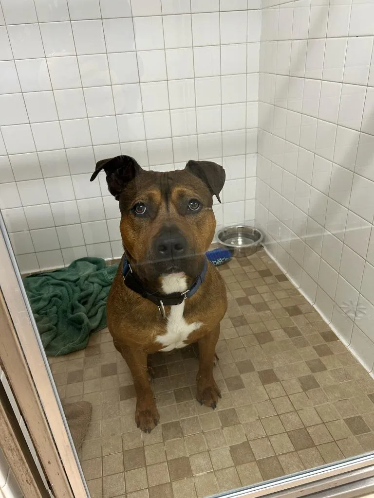A young large-sized male Mixed Breed dog named Toast for adoption in Utica, MI