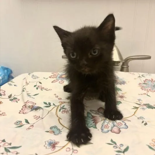 A baby small-sized male Black Domestic Short Hair cat named Latte for adoption in Austin, TX