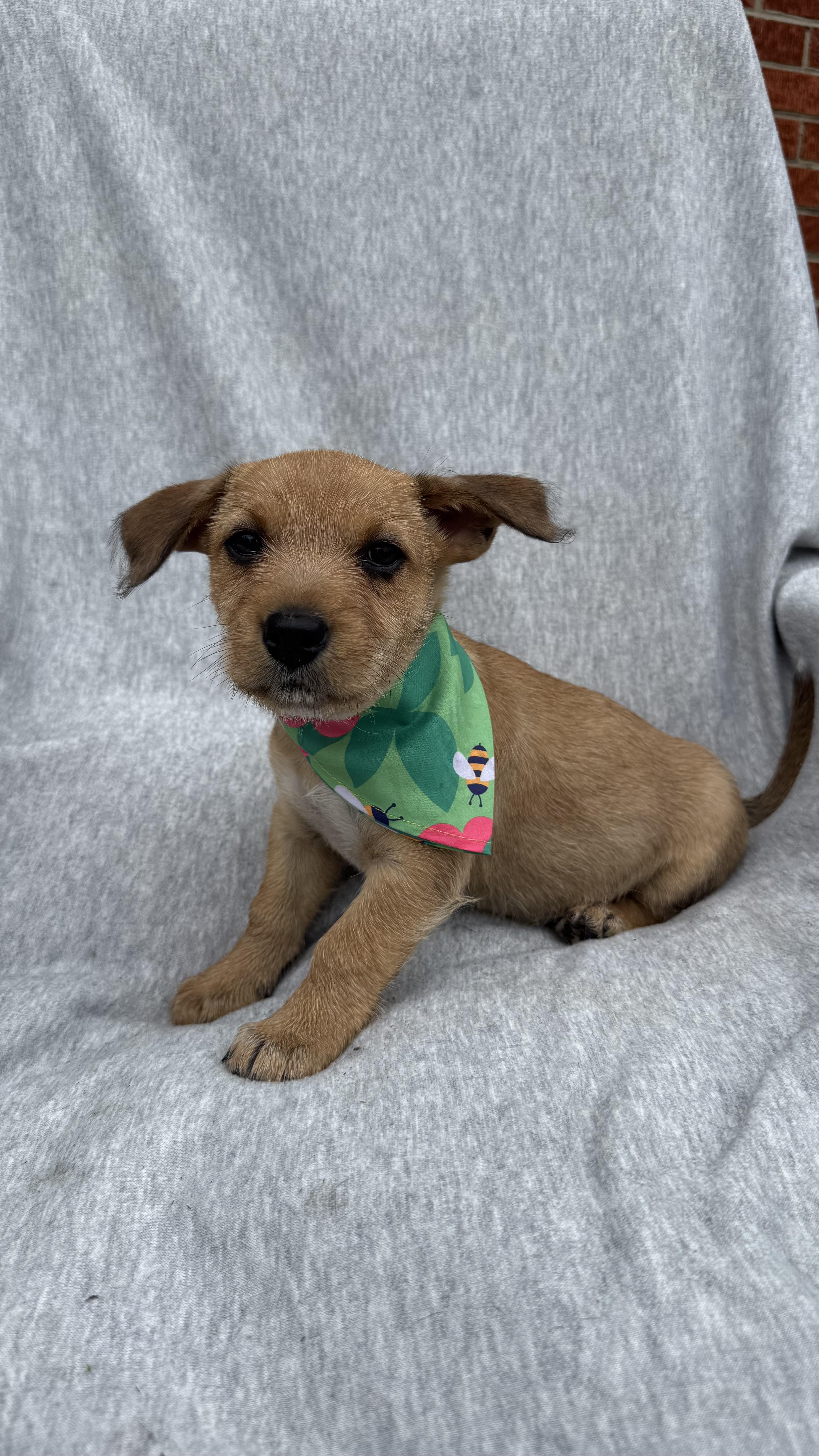 A baby medium-sized female Yellow / Tan / Blond / Fawn Terrier dog named Reba for adoption in Knoxville, TN